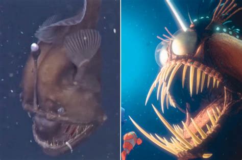 Rare Footage Of Infamous Black Sea Devil Fish Made Famous By Finding