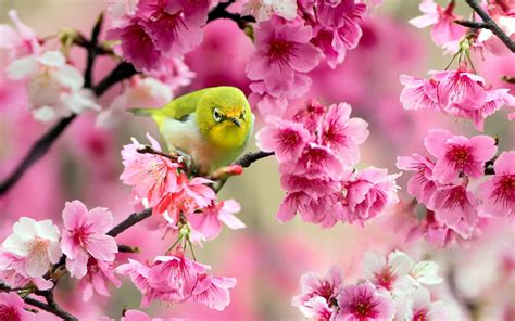 Green And White Bird Birds Animals Pink Flowers Blossoms Hd