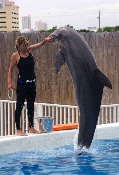 The Dolphin Trainer Who Loved Dolphins Too Much Dolphin Trainer