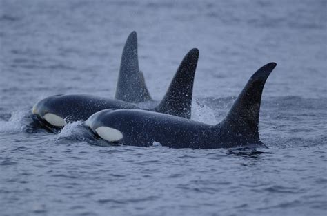 5 Facts About Orcas