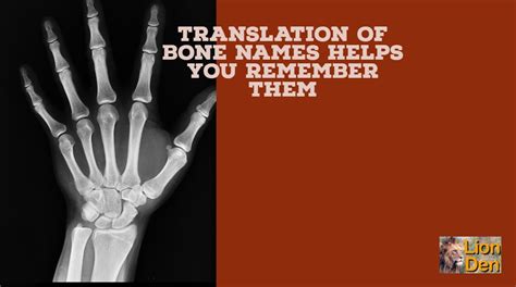 Bone Names Translation Of Bone Names Helps You Remember Them