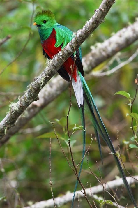 Resplendent Quetzal Is Guatemalas National Bird Bird Quetzal Animals