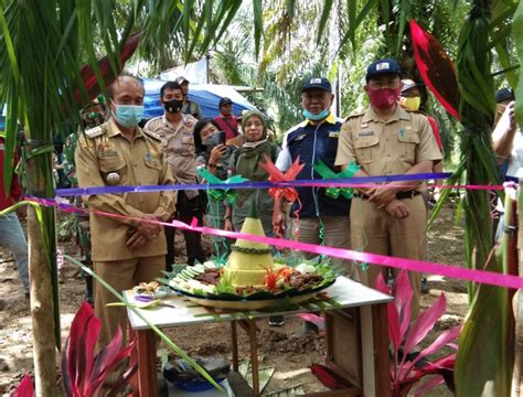 Mengawali Tahun Disbunnak Menghadiri Launching Tumbang Chipping Program Psr Di Kud Kapetha
