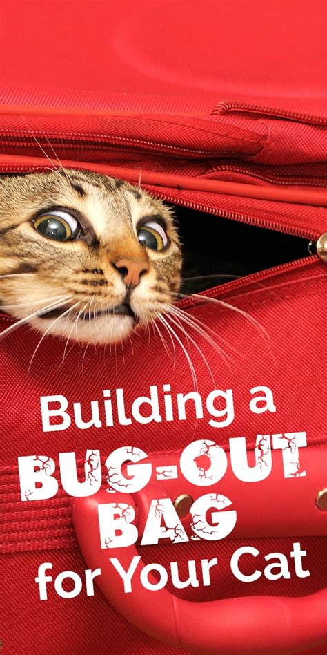 Building A Bug Out Bag For Your Cat The Catington Post
