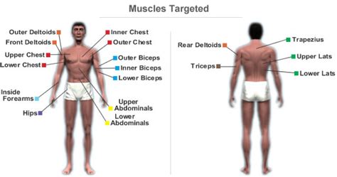 The terms rectus (parallel), transverse (perpendicular), and oblique (at an angle) in muscle names refer to the direction of the muscle fibers with respect to the midline of the body. Workout Routine for the Upper Body using Gym Equipment ...