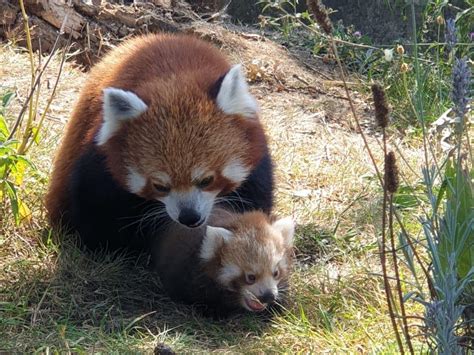 ‘finger Sized Red Panda Cub Born At Whipsnade Zoo Daily Echo