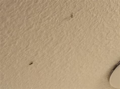 /r/whatsthisbug for weird bug identification (insects, not software). Tiny Black Bugs On Walls And Ceiling | www.Gradschoolfairs.com