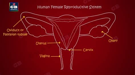 Human Female Body Parts Diagram Reproductive System Female In Images And Photos Finder