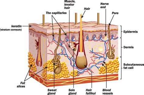 Find the perfect human skin cross section image. Spinal Cord Injury Skin Management