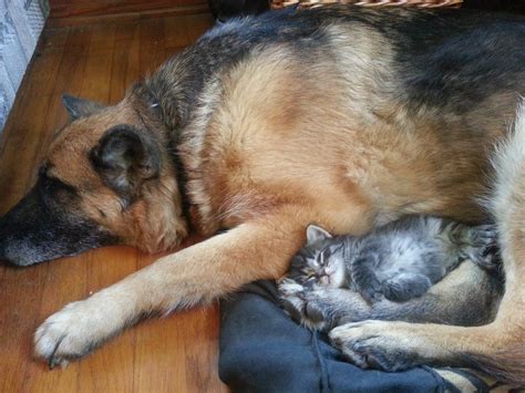 21 Cats Who Want To Cuddle Their Dogs And Wont Take No