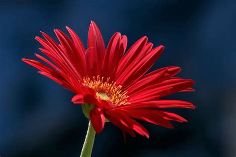 Red Gerbera Daisy On Blue Free Stock Photo Public Domain Pictures