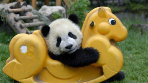 I Hope Your Friday Is As Great As This Panda Holding His Favorite