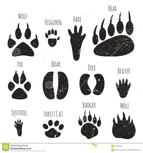 Set Of Forest Animals Footprints Stock Illustration