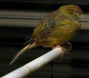 Canary Types An Amazing Array Of Color Size Shape Plumage And Song