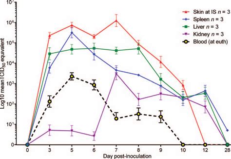 Bacteria multiply by the billions. Marburg virus RNA in skin, liver, spleen, and kidneys of ...