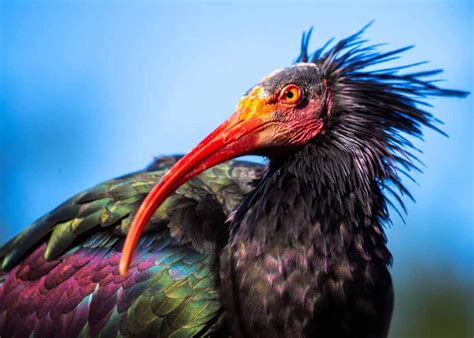Ugly Birds 24 Ugliest Birds In The World Photos Videos