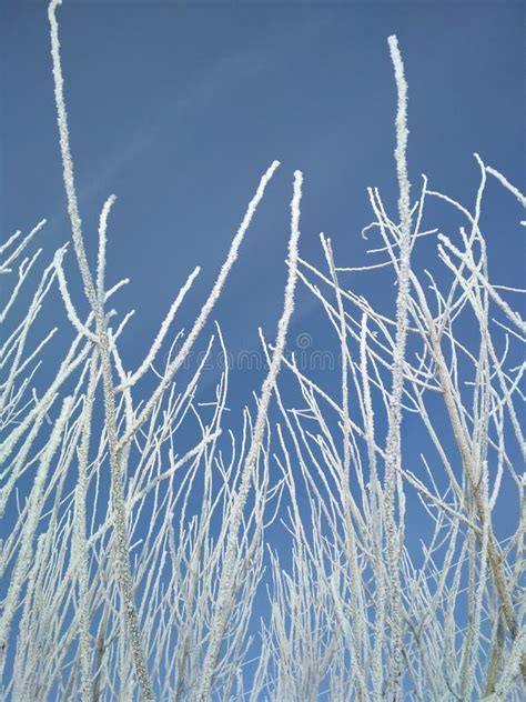 Branches Of Trees Covered With Hoarfrost Against A Blue Sky Stock