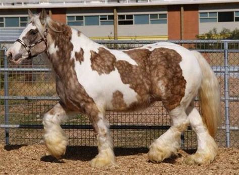 #gypsy vanner #dog riding on the back of a horse. Buckskin Palomino and White Pinto Paint Gypsy Vanner Horse Trotting Halter Stallion Gelding Mare ...