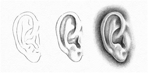 How To Draw The Ears Draw Spaces