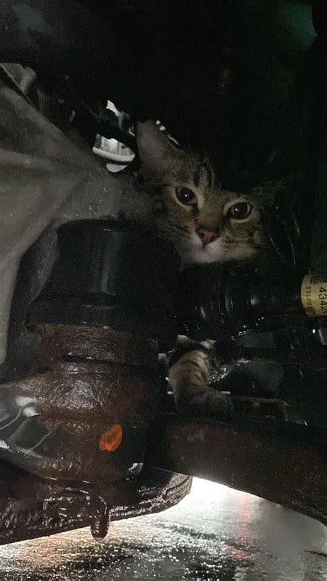 New York Cop Rescues Cat From Car Engine After Hitching Ride From