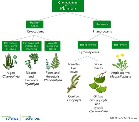 Plant Taxonomy Let S Talk Science