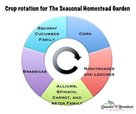 Crop Rotation Ideas For An Organic Vegetable Garden The Seasonal