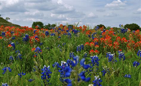 Compare prices of 28 hotels in danbury on kayak now. Wild flowers of the Texas Hill Country | Flower garden