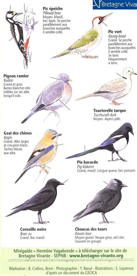 Reconnaître Les Oiseaux Du Jardin Page 2