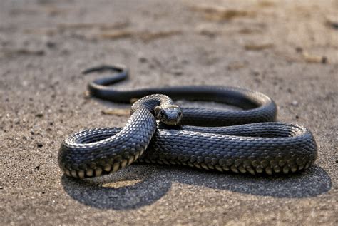 What Do Snakes Eat In The Desert List Of Prey