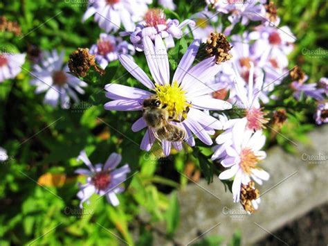 Bumblebee Bee Aster Astra Flower Stock Photo Containing Photo And Macro