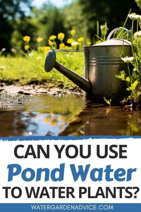 Watering Plants With Pond Water Dos And Donts Water Garden Advice