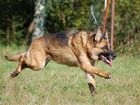 10 Facts About German Shepherd Dog You Need To Know
