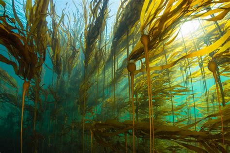 The Hidden Life Of Kelp How Sea Otters Urchins And Starfish Make