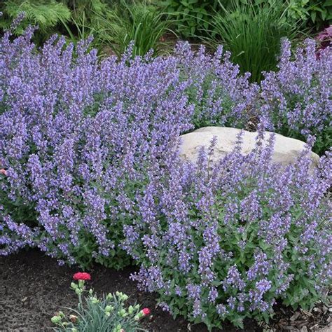 'Cat's Meow' - Catmint - Nepeta faassenii | Proven Winners ...