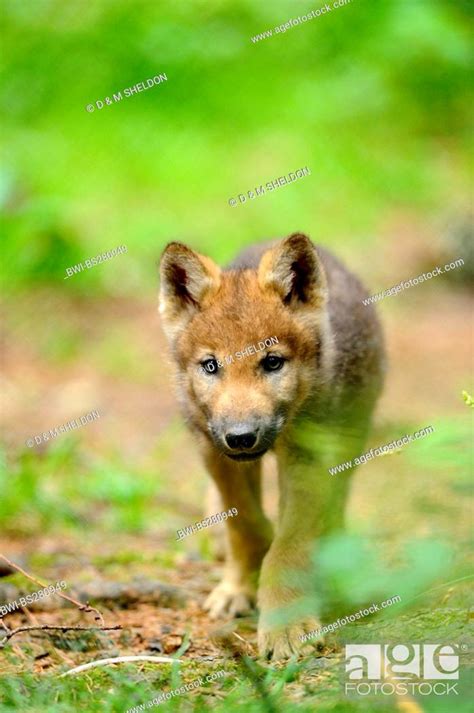 European Gray Wolf Canis Lupus Lupus Wolf Cub Germany Bavaria Bavarian Forest National Park