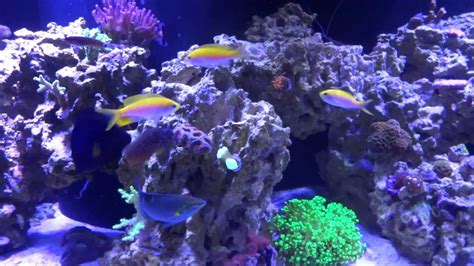 75 Gallon Saltwater Reef Tank Update March 2013 Youtube