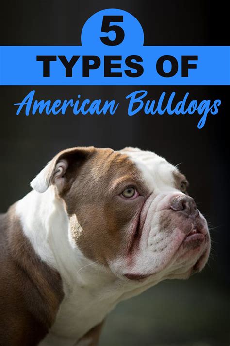 When talking about the american bulldog blood lines, the first two that comes to one's mind are the johnson or classic type and the scott or. 5 Types of American Bulldogs in 2020 | American bulldog ...
