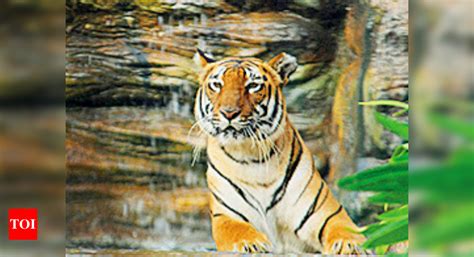 In A First For Uttarakhand Tigress Shifted From Corbett To Rajaji