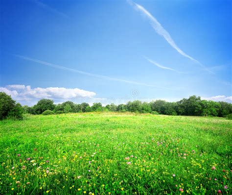 Bright Meadow Flowers Stock Images Image 32969624