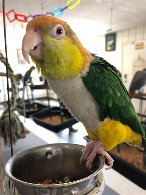 On our online pet store, we have everything you might need in bird food & accessories. Store owner: Thieves swipe birds worth thousands of ...