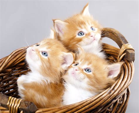 Kittens Kitten Cat Cats Baby Cute S Wallpapers Hd Desktop And Mobile Backgrounds