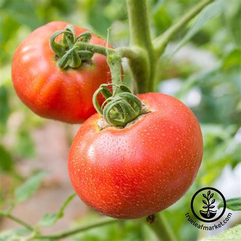 Ponderosa Red Tomato Seeds Grow Heirloom Garden Vegetable Seeds