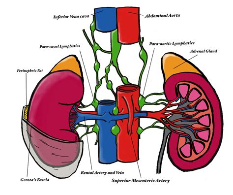 Kidney Blood Vessels Anatomy Images And Photos Finder