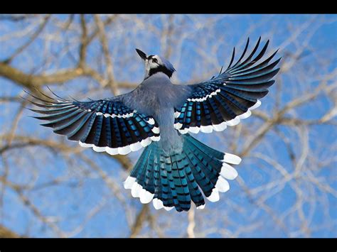 Pin By Miriam Meacham On Animals And Birds Blue Jay
