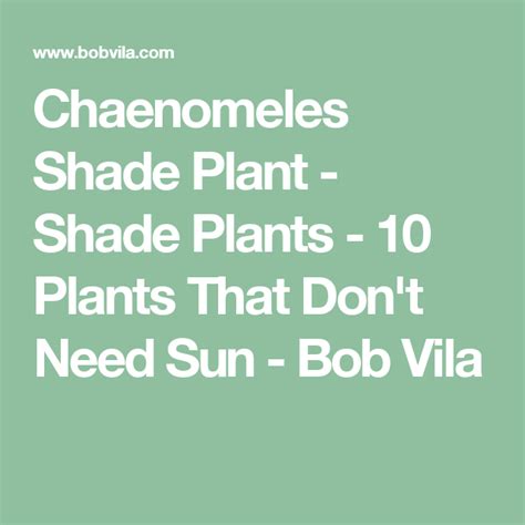 20 Plants For Where The Sun Dont Shine Plants Chaenomeles