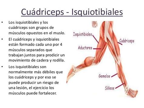 Cuádriceps Isquiotibiales • • • Los Isquiotibiales Y Los Cuádriceps