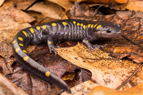 South Carolina State Amphibian Spotted Salamander