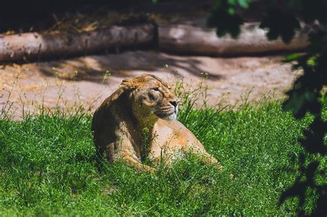 Lioness Feline Mammal Free Photo On Pixabay Pixabay