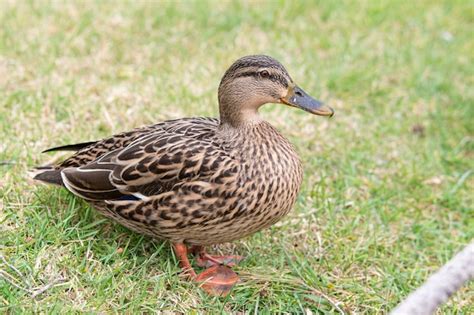 Pato Real Anas Platyrhynchos Fêmea Pés Na Grama Foto Premium