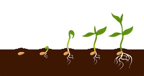 Growing Plant Sprout Growth Process Steps Sequence Of Germinating Seeds